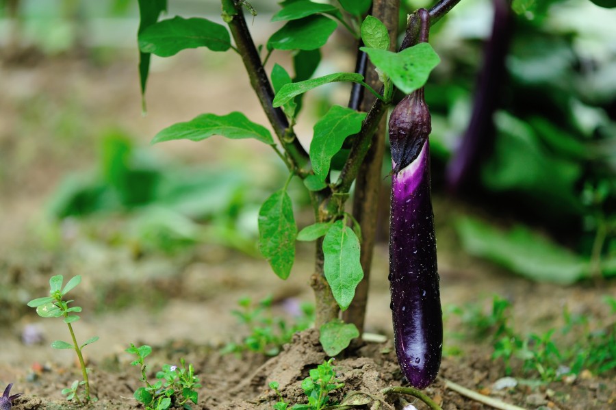 Quels sont les bienfaits des aubergines chinoises pour la santé ?